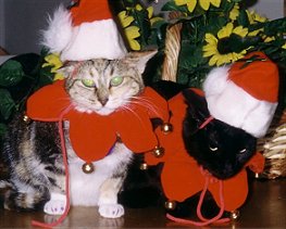 Kitty Christmas
