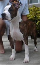 Diesel Riddick