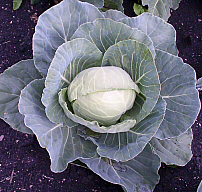 cabbage