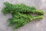 dill