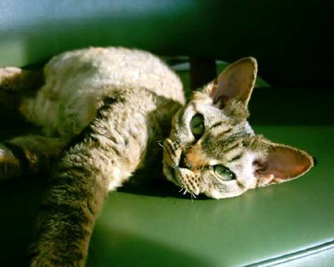 Birdsong, AKA "Hanna", brown spotted tabby Devon Rex 
