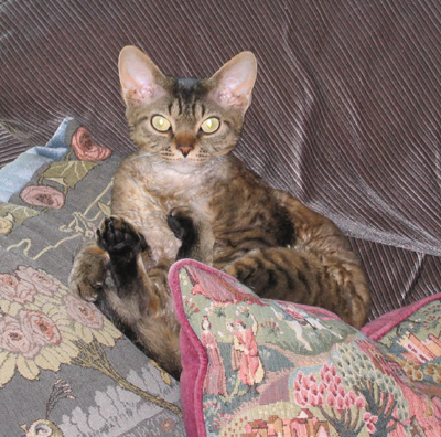 Chester, brown tabby devon rex, in his new home
