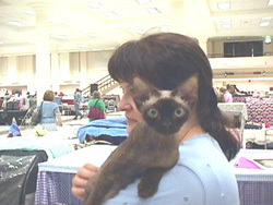 Chocolate Devon Rex Male Kitten - Click to view a new photo of Chuskan