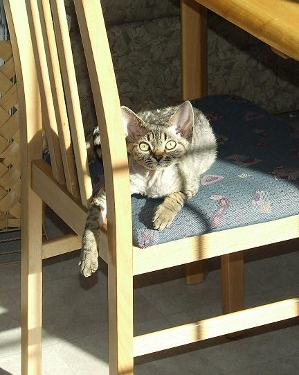 brown mackerel tabby Devon Rex kitten