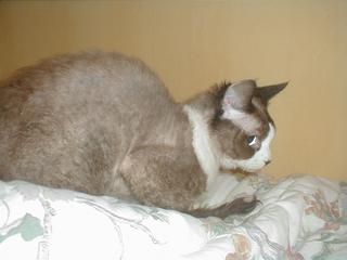 Seal mink and white Devon Rex stud
