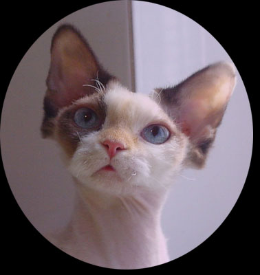Chocolate totoiseshell point and white female Devon Rex cat -- Perfection!