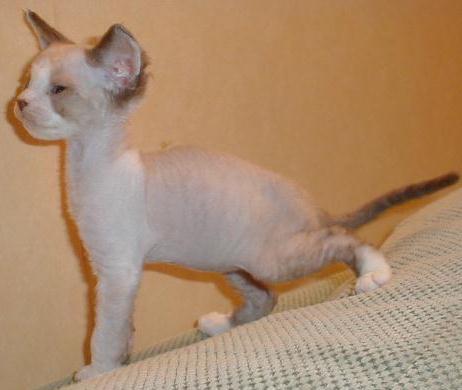 Seal mink and white kitten in profile showing low, bellled ears, strong stop, long neck