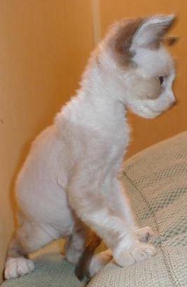 Seal mink and white devonshire rex kitten
