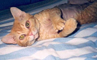 Capilano's Mickey McDevon, red Devon Rex male