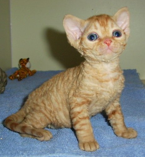 "Miri", born January 12 2006 at 6 weeks of age