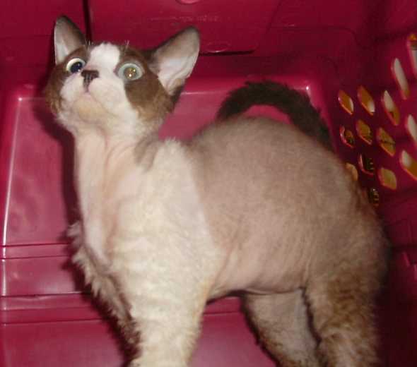 Devon Rex male cat. Mork has grown lovely, wavy coat since moving to Canada