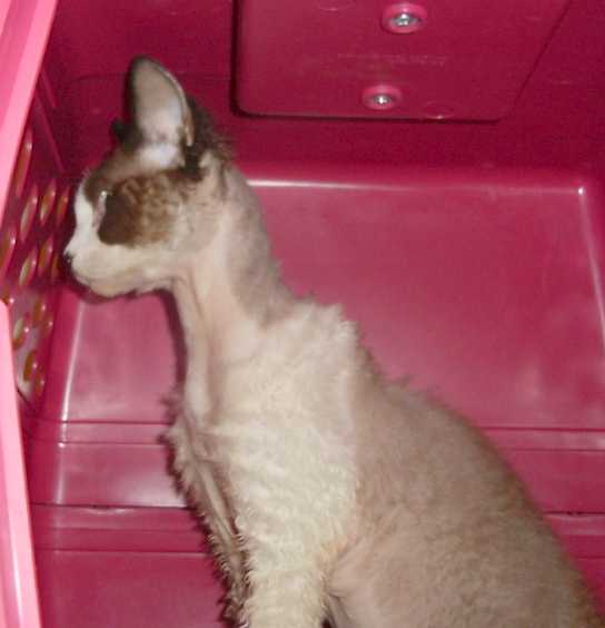Devon Rex male showing strongly marked stop and long neck
