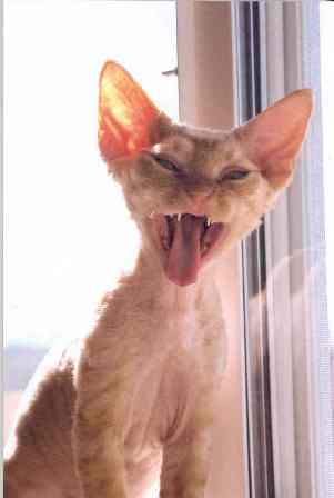 Daniel, AKA "Cheeky Changa", red Devon kitten 