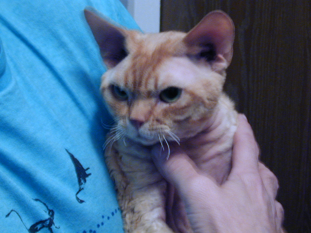 Red Devon Rex male adult, displaying strongly marked stop and distinctive whisker pads