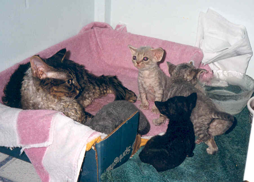 PrairieDawn's Adam, the first devon rex kitten born in our cattery - click to see him grown up!