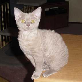 Soft, rippley waves in this ideal Devon Rex coat
