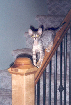 PrairieDawn's Aurora, Devon Rex female 