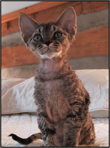 Aylen, 12 weeks, Devonshire Rex Female Kitten