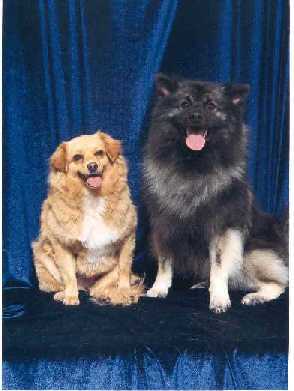 Our Devons love dogs!
