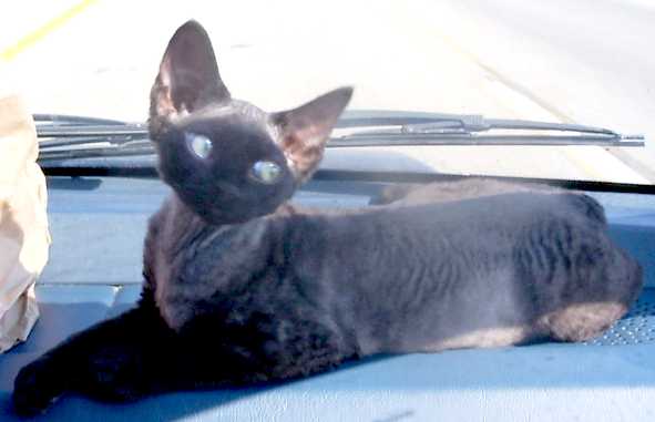 Your Devon Rex should always travel in a carrier, not on the dash of your car!