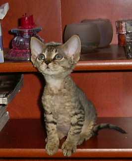Chocolate tabby devon rex kitten. His new mom calls him "Bijoux". 