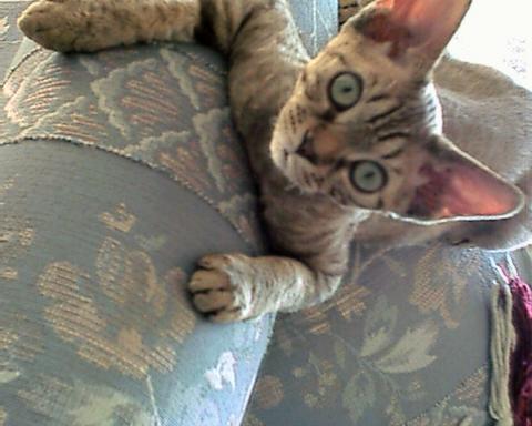 PrairieDawn's Bijoux (Ben), chocolate tabby devon rex male
