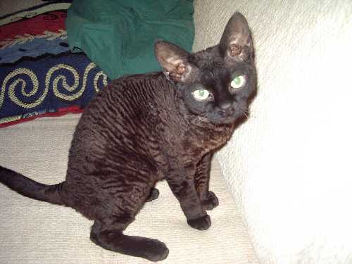PrairieDawn's Chasin Rainbows, black devon rex male