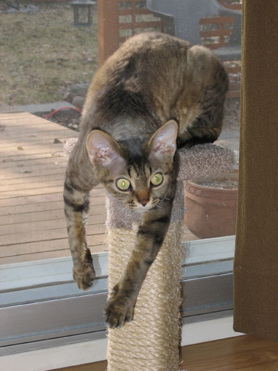 PrairieDawn's Chester, brown tabby devon rex male