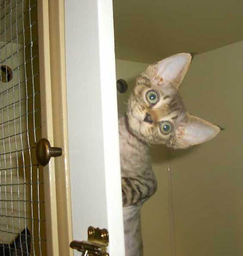 Brown tabby devon kitten playing in an empty birthing pen.