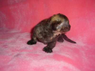 Two-week-old devonshire rex kitten displaying strong nose stop