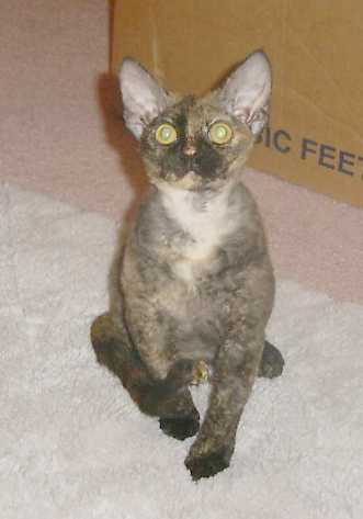 Black tortoiseshell devon rex female kitten.