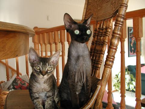 brown tabby devon rex kitten