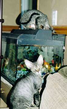 PrairieDawn's Elvis and Echo, 4 months old, brown tabby Devon rexes