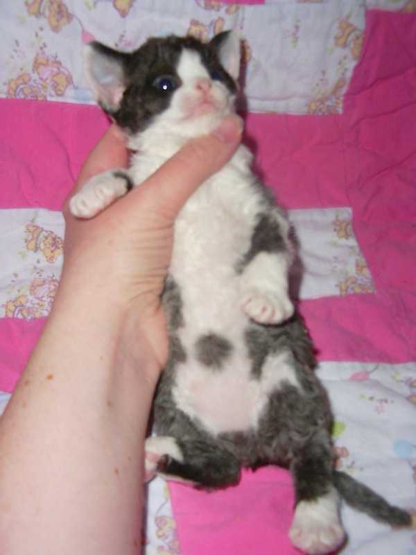 Harmony, 4 weeks old