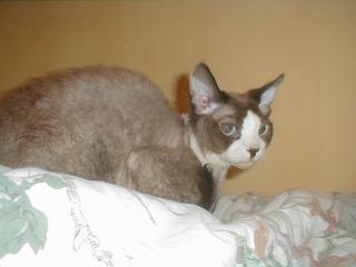 Devon Rex studs "grow into" their ears. The standard is written for females. 