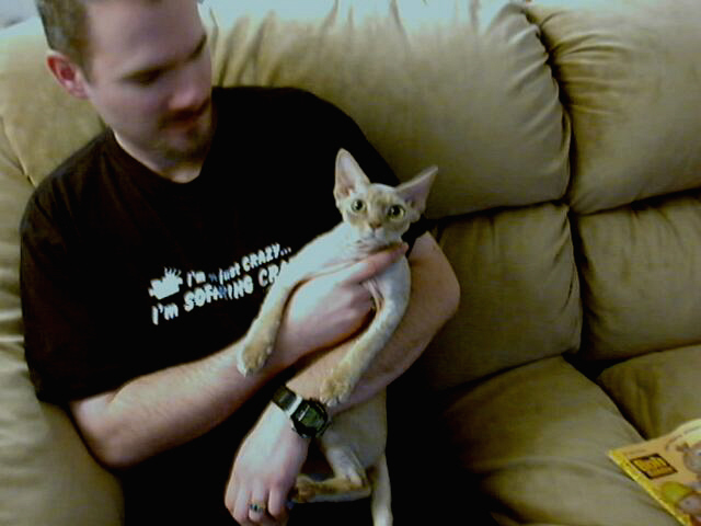PrairieDawn's Adam, fawn colored Devon Rex kitten