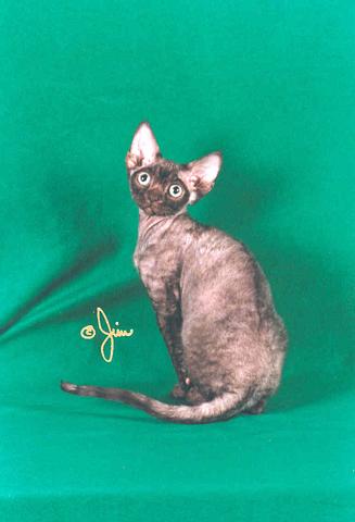 Chocolate smoke Devon Rex kitten