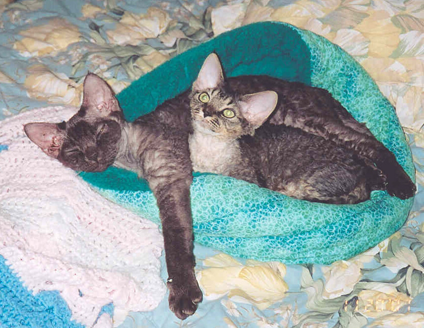 Chocolate Smoke and Brown Tabby Devon Rex Cats