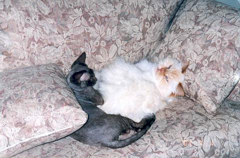 Ripley and Poncho, 2001