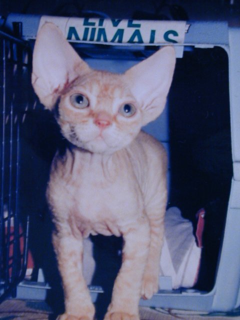 Red Devon Rex kitten with HUGE ears!