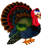 male turkey