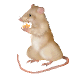 mouse