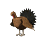 turkeyjump