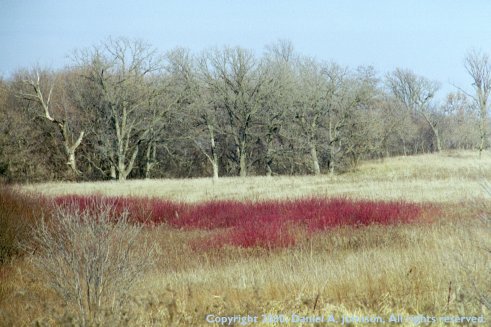 Sheer Dogwood