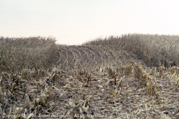 Soldier Corn