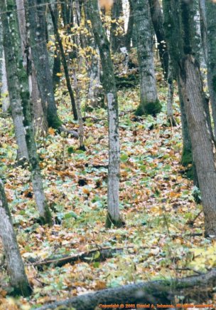 Bluffside forest on the Root River