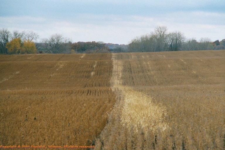 Soybean hybrids