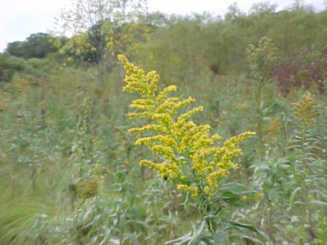 Goldenrod