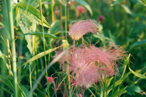 Prairie Smoke