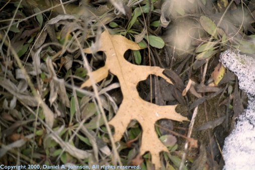 Soaring That a Red Oak Leaves